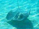 Sting ray (Pink Whipray).